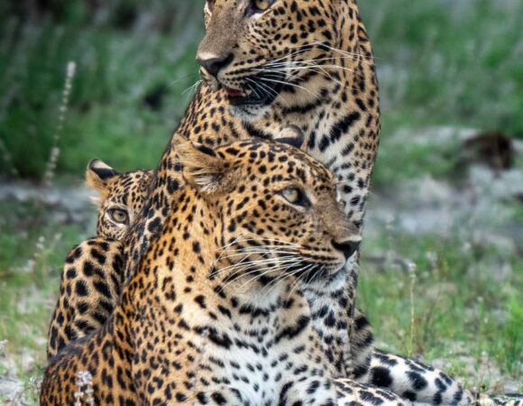 Yala National Park
