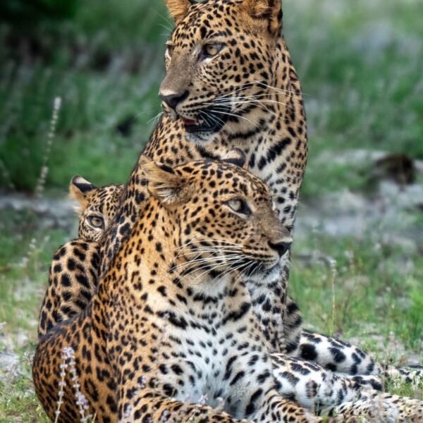 Yala National Park