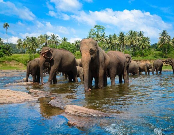 3-Day Sri Lanka Tour - Kandy - Colombo