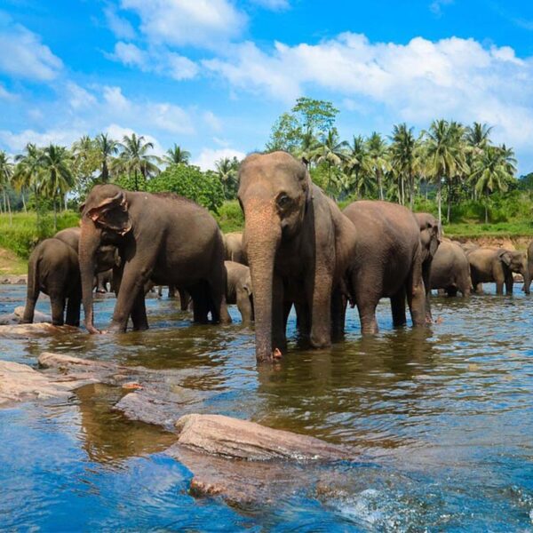 3-Day Sri Lanka Tour - Kandy - Colombo