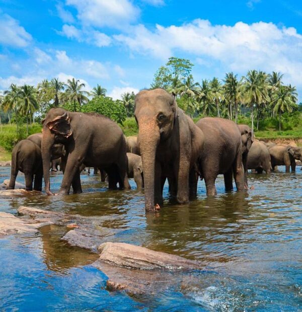 3-Day Sri Lanka Tour - Kandy - Colombo